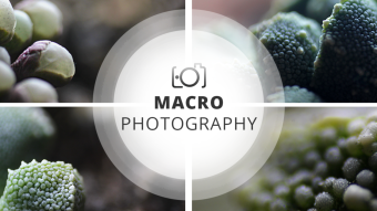 Macro Photography Session | Small ecosystems