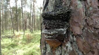 And on the tree there is the face of a black warrior - walks in the Jurassic forests