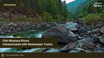 Contaminated with Wastewater Toxins, Montana Rivers in Peril