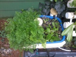 Aquaponics Mini hybrid garden system NFT/EBB and Flow!