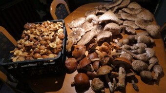 Ravenous mushrooms and memories of last year's collections, or vice versa