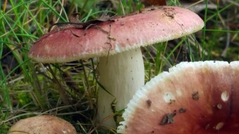 Edible Lamellar Mushrooms - Russula vesca