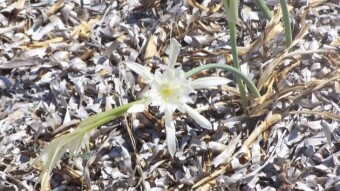 Sardinia landscapes (part. 7 - The dancing flowers)
