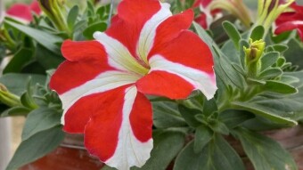 Pituniya Flower Photography