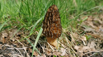 Edible spring mushrooms - Morchella conica