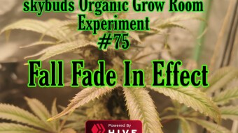 SkyBuds Organic Grow Room Living Soil Experiment #75 - Bokashi Tea - Making #3