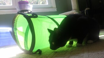 Walter and the bright green tunnel