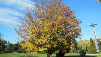 There is a full moon and cold nights - autumn is galloping, but there is an announcement of very warm days - My Actifit Report Card: October 11 2022