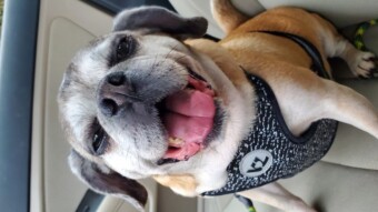 Took Remi To The Vet, Earned Bitcoin