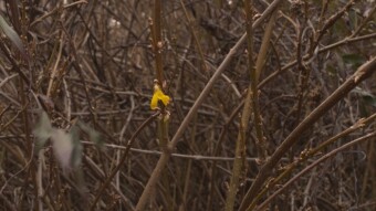 Waiting for Spring to Spring