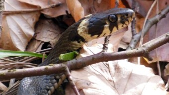 Unexpected Jurassic encounters - grass snake at the beginning in April