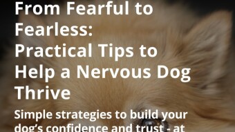 From Fearful to Fearless: Practical Tips to Help a Nervous Dog Thrive