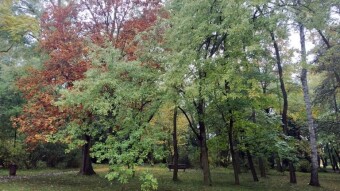 Saturday in November, ugly, wet and dark - My Actifit Report Card: October 11, 2025