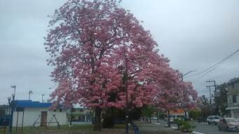 Pink tree photographies