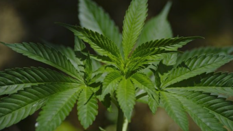 High Time for Cannabis: Betting on a Green Election