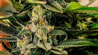Minor Cannabinoid Spotlight: CBN & CBG