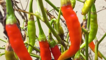 Some raw and ripe chilies photography.