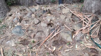 Preparing for the Tree Felling
