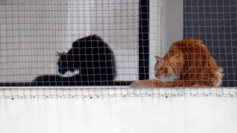 "Crouching Tiger Hidden Dragon" on the balcony