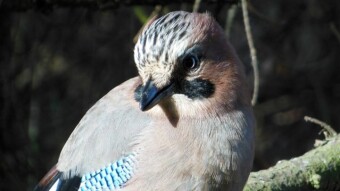 A harsh winter has come, but the jay is not going anywhere anyway, so she dropped by for a photo shoot