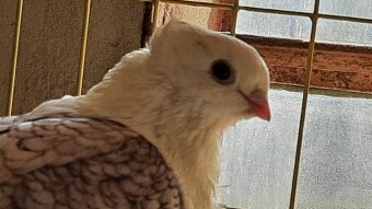 STEEM BANGLADESH - PET PHOTOGRAPHY CHALLENGE