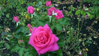 Rosarium kingdom of roses - attractions of the Silesian Park