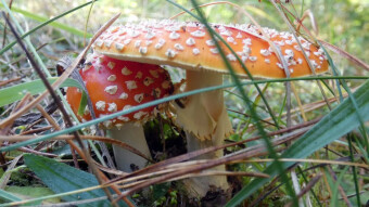 Fly agaric or Fly amanita - is it poison, drug, or useful medicine?