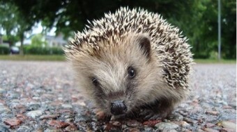 Erinaceus europaeus