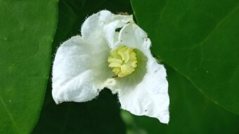 Flower Photography.