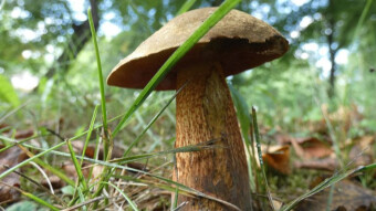 Lurid bolete in my park?