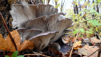 A beautiful specimen of a mushroom called the oyster mushroom