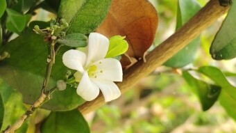 flower