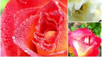 WATER DROPS Photography.