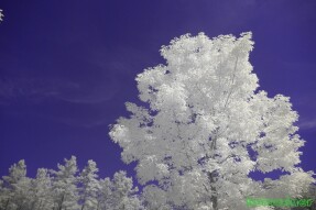 Ultraviolet and Infrared Photography - Young Oak tree with wispy clouds behind