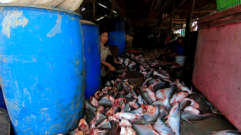 Small fish processing factory - Working in terrible conditions for $10 a day - Cambodia, Battamabang
