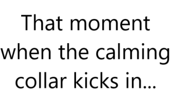 That Moment when the Calming Collar Kicks in...