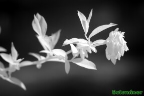 Infrared Photography - Blueberry plant producing leaves and little flowers