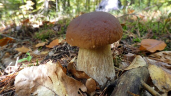 Boletus edulis - memories from the previous season and hopes for this year's mushroom season