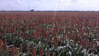 Sorghum field