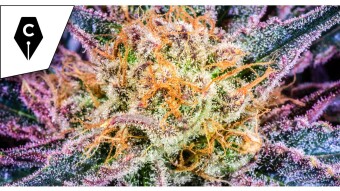 Cryptowriter: Cryptocurrency & Cannabis