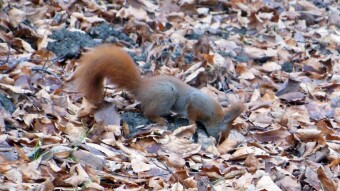 It started at night, then a gloomy but warm day. Squirrels don't sleep - My Actifit Report Card: January 13 2023