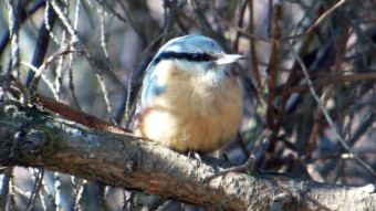 Spring is coming, so is the time of the nuthatches