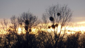 A pleasant walk in almost spring weather - My Actifit Report Card: January 2 2024
