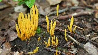 Fungi Friday - Late Summer Fungi of Western Michigan