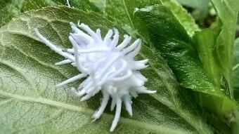 Insect Photography.