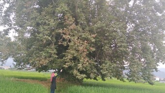 I Discovered A Tall Magnificent Acer