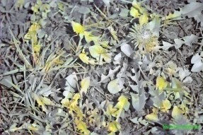 Full Spectrum Style Transfer Art - Dandelion plants and flowers