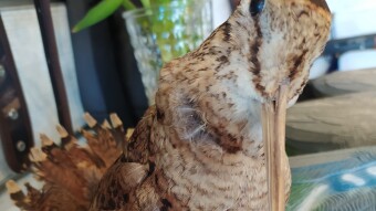 And the birds: "Hiding magician"!