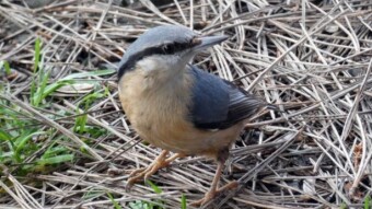 Wonderful meetings with your favorites - the nuthatch knocks you out