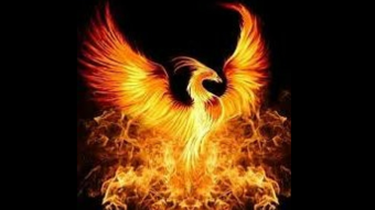How My Celsius Phoenix Burnt My Portfolio and then Rose from the Ashes.